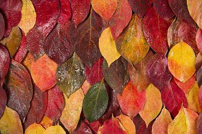 柿子葉茶為何叫斷陽草 揭秘柿子葉茶6大害處