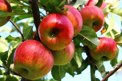 降三高的水果第一名 三高老人必吃的5種水果-易網(wǎng)健康<a href=http://www.aoa7937.com/jkys/ target=_blank class=infotextkey>養(yǎng)生</a>網(wǎng) 降三高的水果第一名 三高老人必吃的5種水果