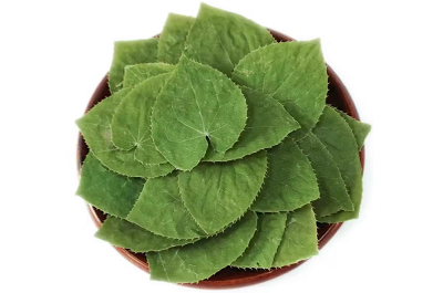 女性喝淫羊藿的功效與作用 揭秘淫羊藿泡水的最佳搭配