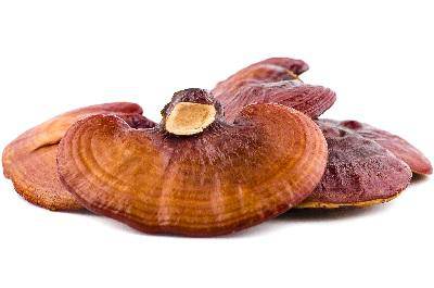 三種人堅(jiān)決不能吃靈芝原因 揭秘吃靈芝最安全有效用法