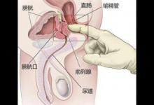 它是男人的命根所在，六個功能是關鍵