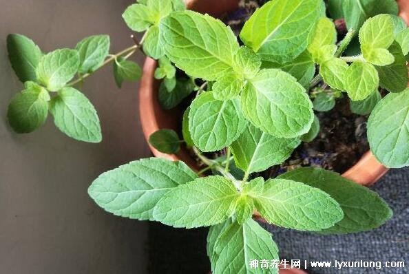 薄荷為什么是姨媽殺手，雖能緩解痛經(jīng)但害處也是日積月累