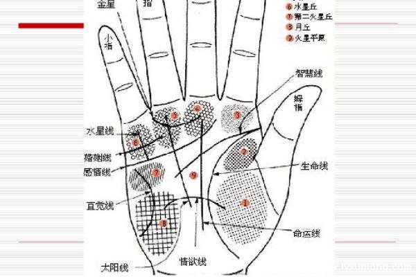 掌紋圖解女右手詳解圖片，事業(yè)線到中指根部會(huì)有所成就