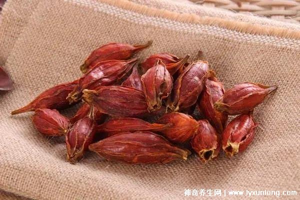 梔子對性功能的影響，適當喝能增強(過量喝會引起腎寒/腎氣虛)