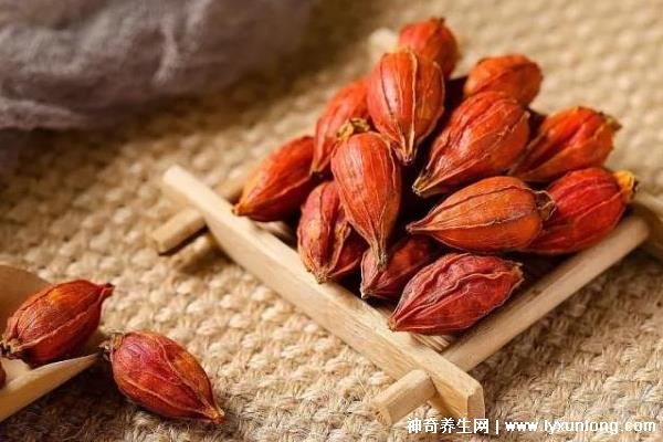 梔子對性功能的影響，適當喝能增強(過量喝會引起腎寒/腎氣虛)