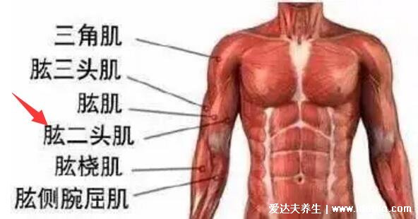 一頭肌是在什么部位圖片，肱二頭肌的下半部分(醫學上并不存在)