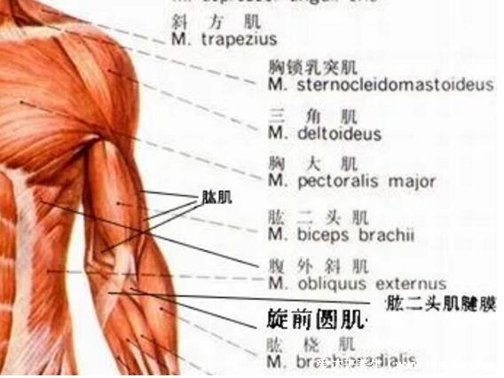 一頭肌是在什么部位圖片，肱二頭肌的下半部分(醫學上并不存在)