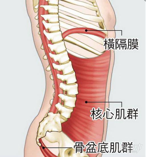 核心≠腹肌 認識核心肌群和訓練方法
