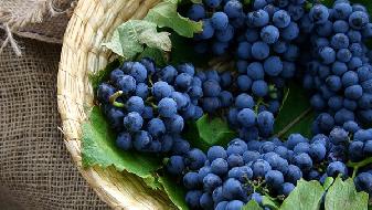 晚飯只吃水果可以飲食減肥?-易網健康<a href=http://www.aoa7937.com/jkys/ target=_blank class=infotextkey>養生</a>網 晚飯只吃水果可以飲食減肥?