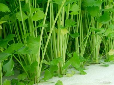 減肥期間吃什么最容易瘦？減肥餐食譜大全