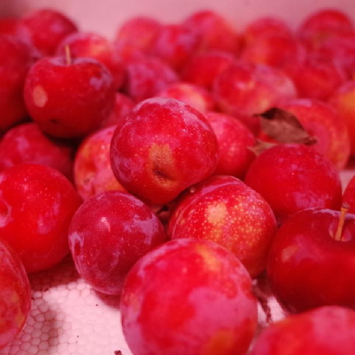 中藥美容減肥茶有什么?推薦這4款就能瘦身又滋補-易網健康<a href=http://www.aoa7937.com/jkys/ target=_blank class=infotextkey>養生</a>網 中藥美容減肥茶有什么?推薦這4款就能瘦身又滋補