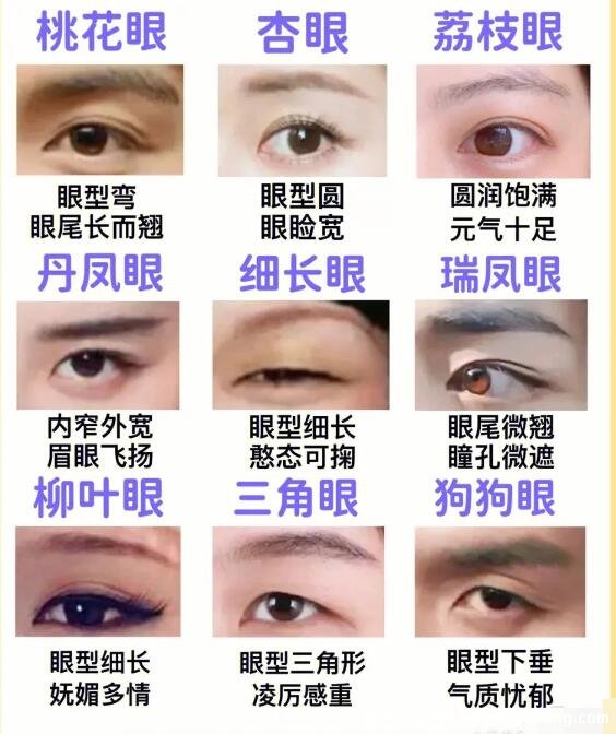 二十種眼形大全圖解，杏眼/狗狗眼/混血眼非常有特點