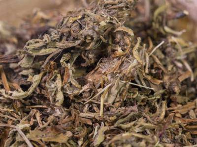 蒲公英泡水喝能減肥嗎 哪些人不能喝蒲公英水