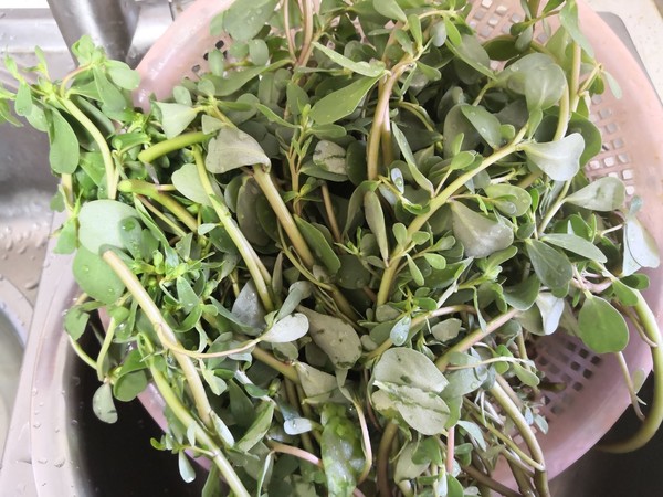馬齒莧菜饃饃的做法-家常味蒸菜譜-易網(wǎng)<a href=http://www.aoa7937.com/ target=_blank class=infotextkey>健康養(yǎng)生</a>網(wǎng) 馬齒莧菜饃饃的做法-家常味蒸菜譜