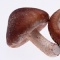 香菇蝦釀鵪鶉蛋的做法-咸鮮味蒸菜譜-易網<a href=http://www.aoa7937.com/ target=_blank class=infotextkey>健康養生</a>網 香菇蝦釀鵪鶉蛋的做法-咸鮮味蒸菜譜