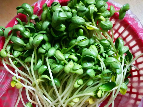 上湯黑豆苗的做法-咸鮮味燒菜譜