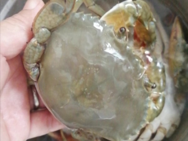 爆炒香辣蟹的做法-咸鮮味炒菜譜