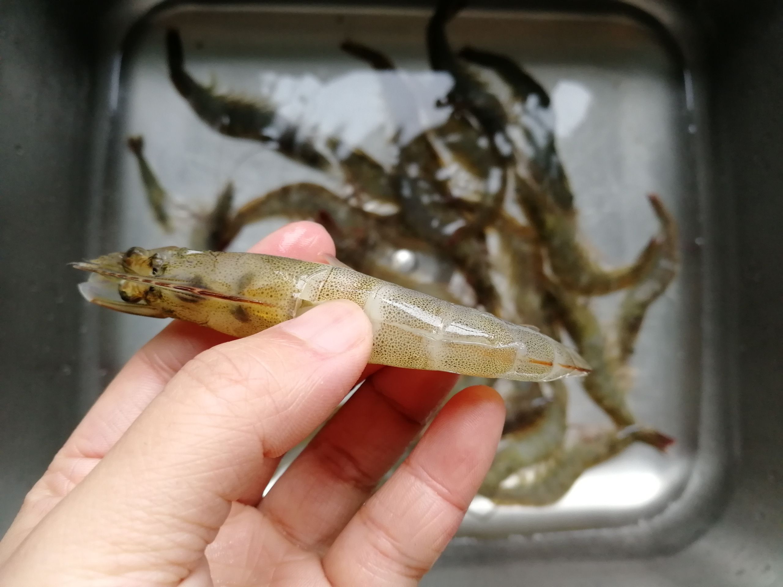 椒鹽油爆蝦的做法-咸鮮味炸菜譜-易網(wǎng)<a href=http://www.aoa7937.com/ target=_blank class=infotextkey>健康養(yǎng)生</a>網(wǎng) 椒鹽油爆蝦的做法-咸鮮味炸菜譜