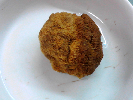 參芪猴菇燉雞的做法-咸鮮味燉菜譜-易網健康養生網 參芪猴菇燉雞的做法-咸鮮味燉菜譜