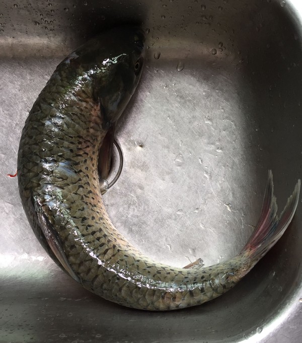 泡兒菜燒草魚的做法-酸辣味燒菜譜-易網<a href=http://www.aoa7937.com/ target=_blank class=infotextkey>健康養生</a>網 泡兒菜燒草魚的做法-酸辣味燒菜譜