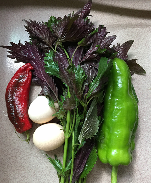 紫蘇煎雞蛋的做法-家常味煎菜譜-易網<a href=http://www.aoa7937.com/ target=_blank class=infotextkey>健康養生</a>網 紫蘇煎雞蛋的做法-家常味煎菜譜
