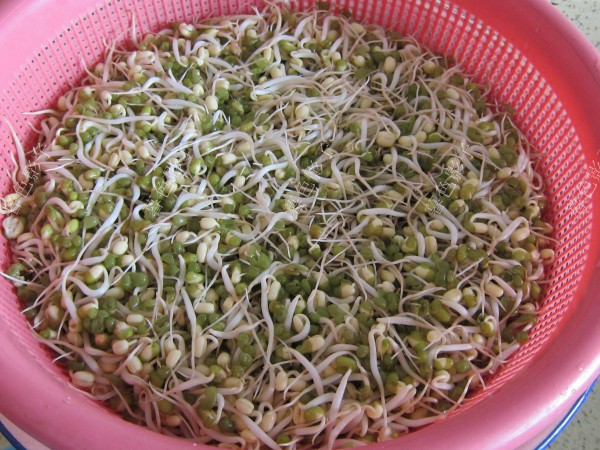 自家發(fā)的綠豆芽的做法-家常味炒菜譜-易網(wǎng)健康養(yǎng)生網(wǎng) 自家發(fā)的綠豆芽的做法-家常味炒菜譜