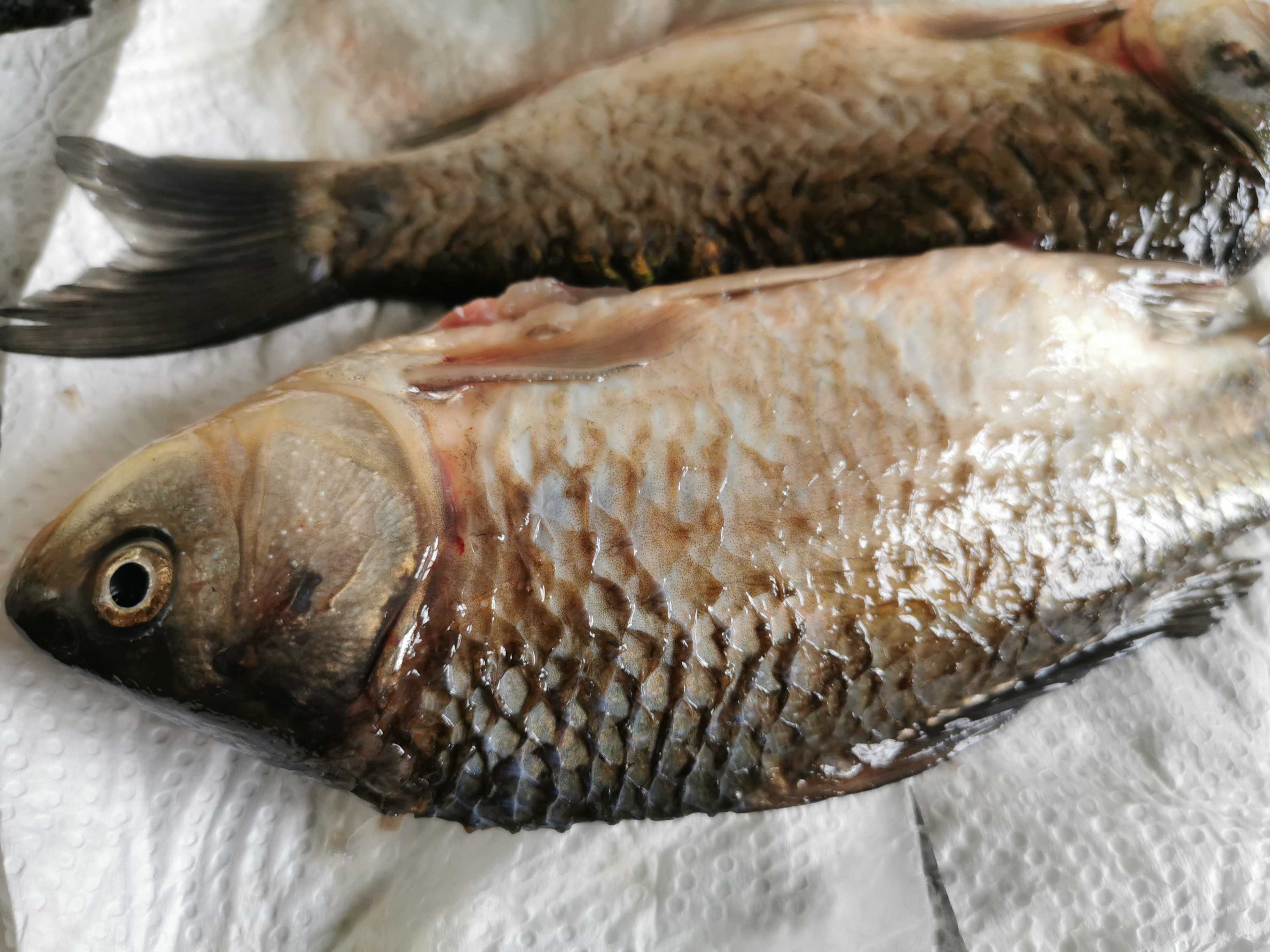 鯽魚豆腐湯的做法-家常味燉菜譜