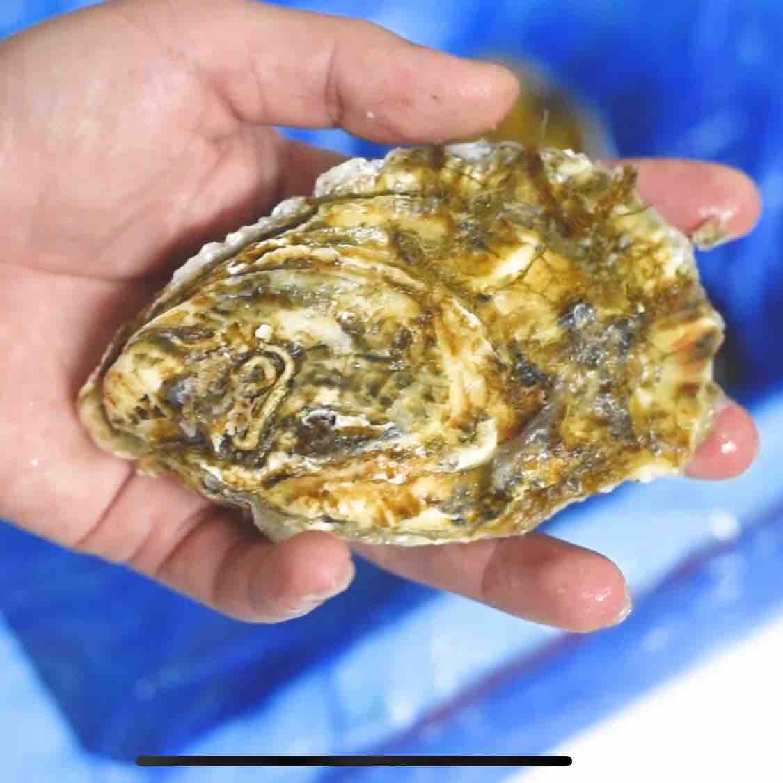 烤箱烤生蠔的做法-香辣味烤菜譜