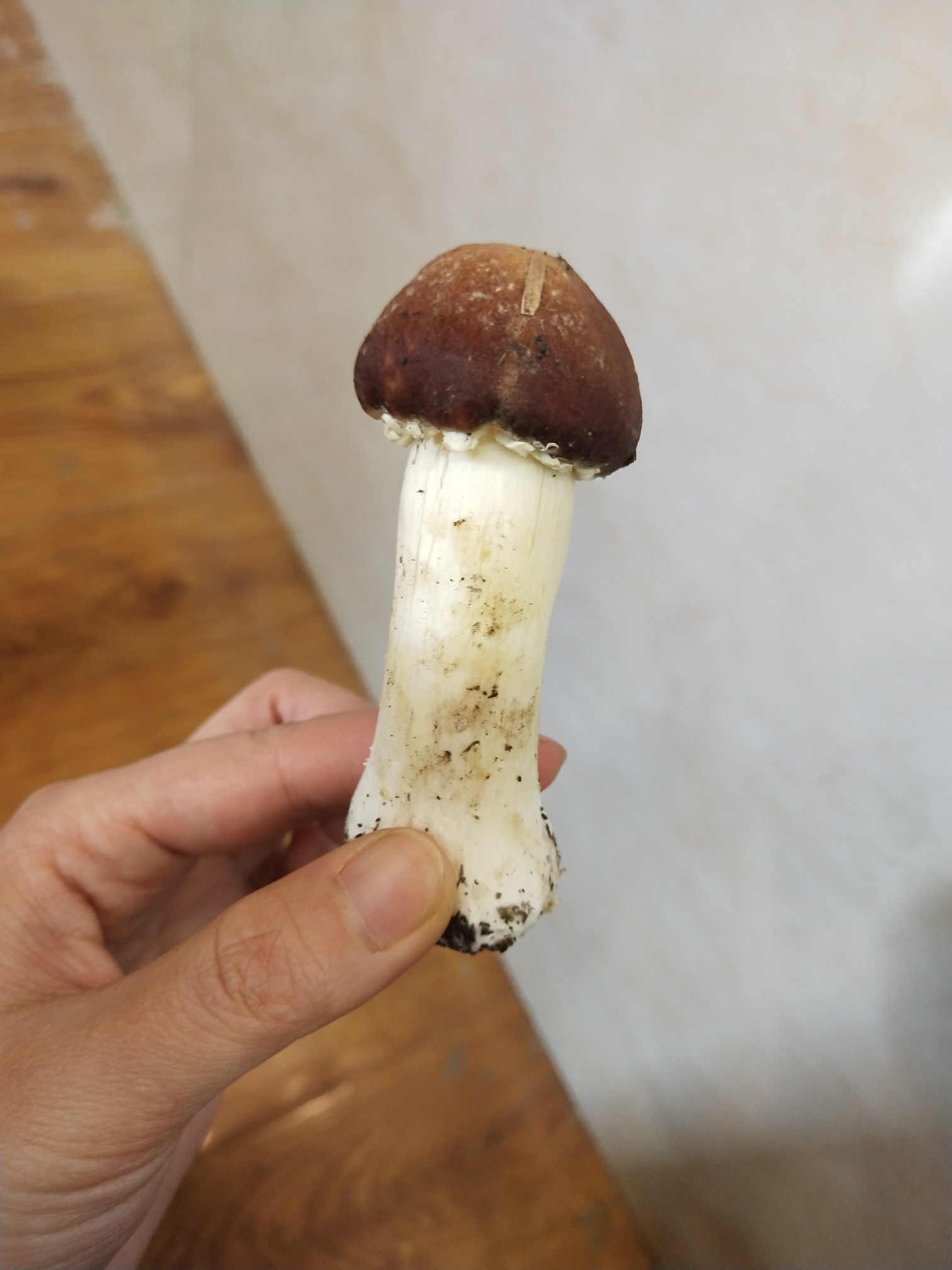 姬松茸火鍋的做法-咸鮮味煮菜譜-易網健康養生網 姬松茸火鍋的做法-咸鮮味煮菜譜