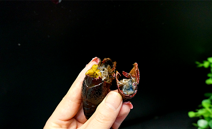 雜炒小龍蝦的做法-香辣味炒菜譜