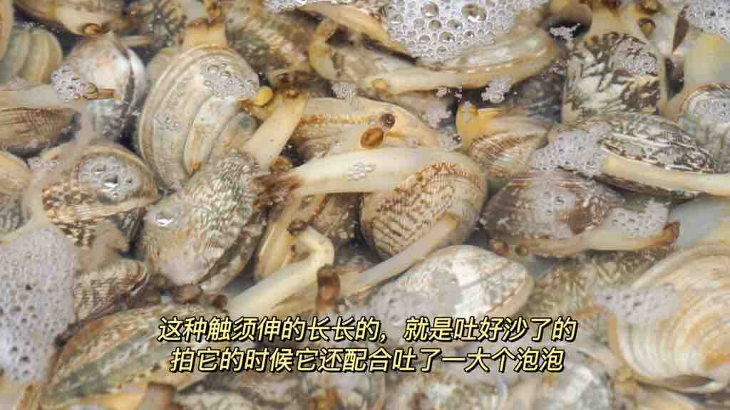 簡(jiǎn)單兩步，教你做超嫩的撈汁小海鮮的做法-香辣味煮菜譜