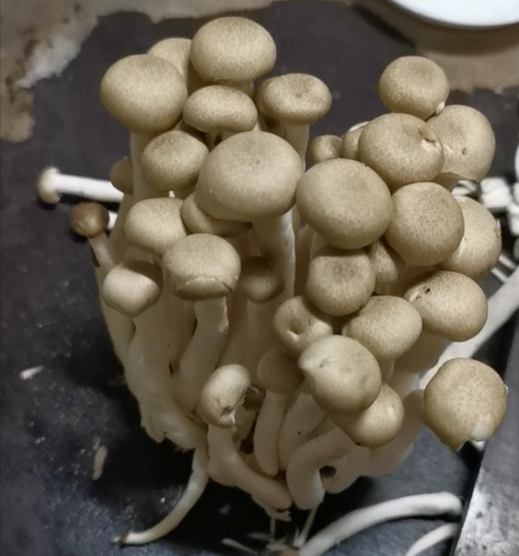 蟹味菇炒肉的做法-家常味炒菜譜