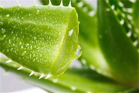 美容護(hù)膚小竅門(mén)：珍珠粉能美容？蘆薈膠可以祛痘？
