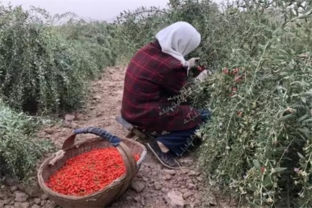枸杞的功效與作用,女人一天一杯枸杞水好處多多-易網(wǎng)健康養(yǎng)生網(wǎng) 枸杞的功效與作用,女人一天一杯枸杞水好處多多