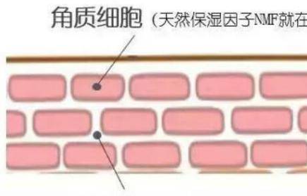 護膚小知識:皮膚很薄適合洗面嗎?-易網<a href=http://www.aoa7937.com/ target=_blank class=infotextkey>健康養生</a>網 護膚小知識:皮膚很薄適合洗面嗎?