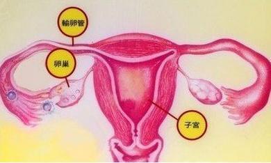 怎樣保養卵巢和子宮？日常注意這些事