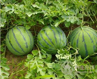 夏季怎么挑選西瓜，吃西瓜的方法你用對(duì)了嗎