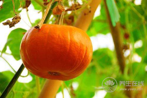 6種瓜果適合女性夏季吃