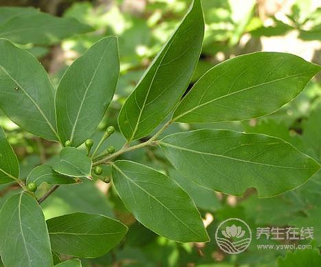 夏天來了吃什么？這兩樣食物你吃了絕對(duì)不會(huì)后悔的！