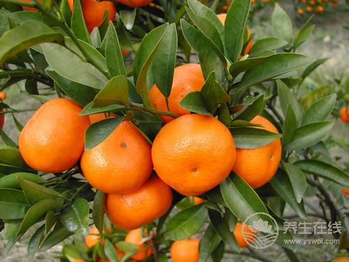 春季多病 防治感冒多吃5種水果 春季多病 防治感冒多吃5種水果