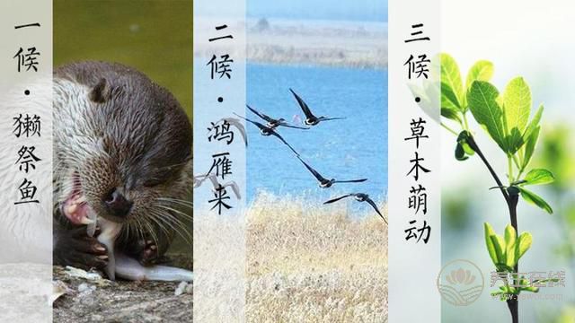 雨水——好雨知時節, 當春乃生發
