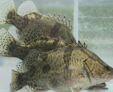 春季吃魚有什么好處，三種魚可補肝益腎