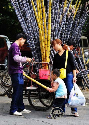 清明后甘蔗毒過(guò)蛇 這些甘蔗千萬(wàn)不要吃
