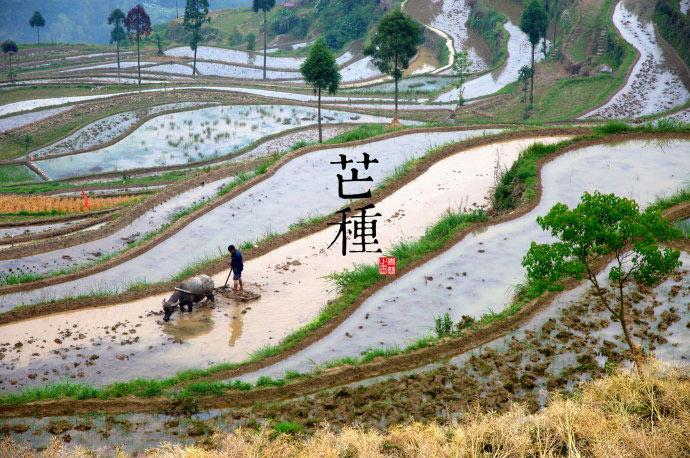 2018芒種時間_芒種是什么時候_吃什么養生_芒種習俗