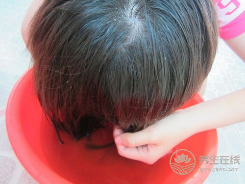 秋季愛脫發?用桑葉水洗頭可防治脫發 秋季愛脫發?用桑葉水洗頭可防治脫發