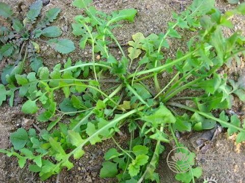 春季養生，三種野菜治“百病”