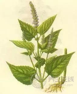 夏季濕氣不除、越補越毒！祛濕氣最厲害的，不是薏米，而是它！