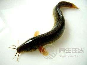 “仲夏,<a href=http://www.aoa7937.com/jkys/ target=_blank class=infotextkey>養生</a>良機”之肉補篇 “仲夏,養生良機”之肉補篇
