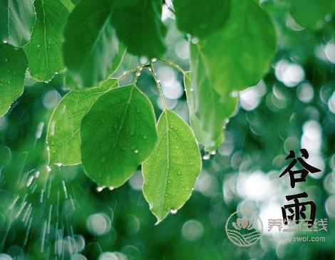 谷雨養生如何養肝護肝？谷雨養生重在養肝祛濕防過敏
