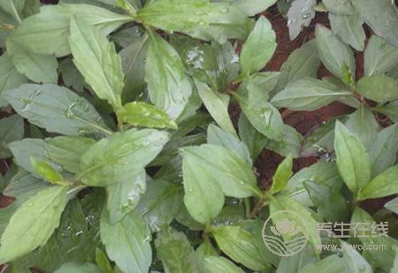 春季養生，三種野菜治“百病”